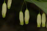 Solomon's seal